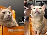 How to Build a Friendly Relationship with Cat Owners for Newly Arrived Cats?