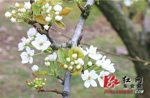 Dong'an Nanqiao Pingyang Chong: A Sea of a Thousand Pear Trees in Bloom
