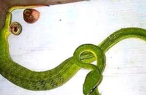 A Small Green Snake Crawled into the House, Was Raised as a Pet, and Unexpectedly Gave Birth the Next Day
