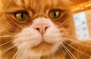 Golden Cat, Fluffy Fur… Definitely Prefer Orange Cats!