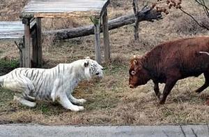 A Calf's Mishap in the Tiger Enclosure: A White Tiger Waits to Enjoy a Meal Before an Unexpected Turn