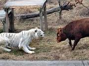 A Young Calf Accidentally Enters a Tiger Enclosure, and the Following Scene Is Unintelligible