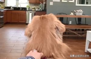 Holding a Wedding for the Golden Retriever – This Dog's Action Makes the Bride Want to Divorce...