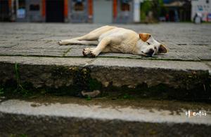 A Film Village in Huangshan, Hidden Under the ‘Hongcun Effect’ but Offering Tranquility