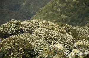 Come to Eastern Mountain to See the Spring Flowers