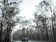 After the Wildfires and Floods, Australia is Now Dealing with Spiders, with Male Spider Venom Six Times More Toxic Than Female Venom