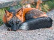Rare Black Fox, Exuding an Air of Nobility, Like a Demon Fox Appears in a Photograph