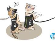 Working Dogs Attacked by Bystanders, Shiba Inu Stands Out: Did They Find a Shortcut?