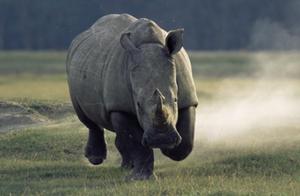 Which five animals make up the 'Big Five' of Africa?