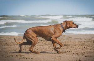 What to Do About Canine Arthritis?