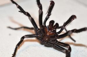 ‘Ice and Fire’ in Australia Leads to Deadly Spider Emergence: Spiders Able to Survive Underwater