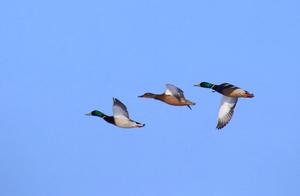 By the Ussuri River: Spring Returns to the Earth, Migratory Birds Return