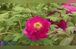 Dianshan: Peonies Bloom in Full Glory, A Vibrant Spring Holiday