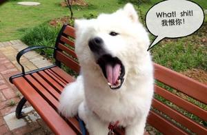 Here's How to Bring These 5 Dog Breeds Home – You Need a Trick!