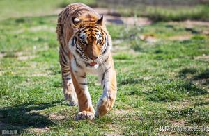 Why Do Tigers Eat People? Experts Say There Are Two Reasons