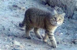 More Valuable Than Giant Pandas: First Desert Cat Footage Captured in Dunhuang West Lake Protection Area – Cute and a Little Fierce
