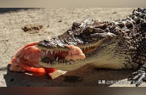 Top 10 Most Terrifying Animals in the Amazon River