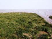New Native Animal Species Emerges in Chongming Island Wetlands