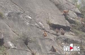 Lively! Hundreds of 'Monkey Brothers' Descend from the Mountains
