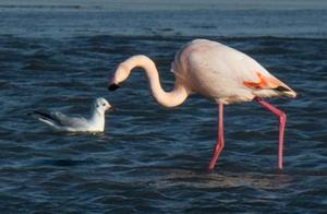 Threatened Wild Flamingos Winter in Beidaihe New District
