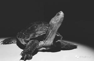 Someone Who is Very Skilled at Raising Turtles – It’s All About Doing It Right with Your Heart