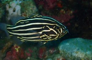 Sea Angler (110): Sixline Perch (Ambon)