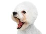 Small Dogs' Tears and the 3 Key Reasons Aren't About Salty Food
