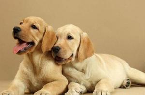 Golden Retrievers Get Sick If They Don't Eat Well - How to Feed Golden Retrievers as Puppies, Knowing This Is Important