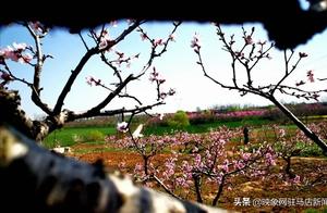 Huimiao Bailongquan Ten Thousand Acre Peach Blossom Orchard in Full Bloom