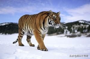Even Kings Will Fall—A Review of Animals That Have Killed Adult Tigers and Lions in the Wild