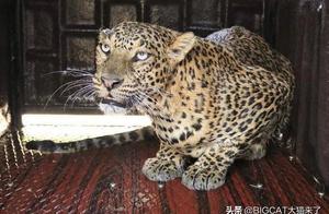 An 8-Year-Old Female Leopard Appears in a Farmland, Captured and Sent to Rescue Center: More Than 30 Leopards Await It