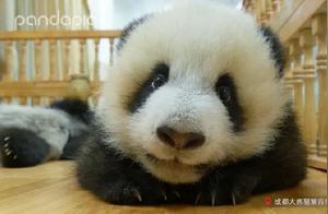 Live Preview | Spring Has Arrived, Have You Received the Bamboo Plants You Planted Last Year?