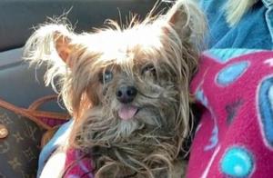 A 4-Month-Old Yorkshire Terrier Was Stolen, 14 Years Later It Finally Came Home...