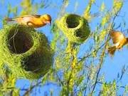 Too Many 'Wavebirds' Die from Overwork in Today's Society