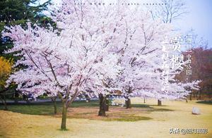 China's Spring is Stunning! Recommended 5 Beautiful Spots to See Flowers Blooming