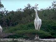 Two White Giraffes Killed in Kenya; Globally Only One Remains