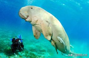There's This Animal Hidden in the Ocean Depths of China - You Might Not Even Know Its Name