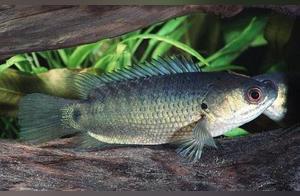 In a rural pond, there is a fish that can climb trees and cross mountains, what kind of fish is it? After reading, you will understand.