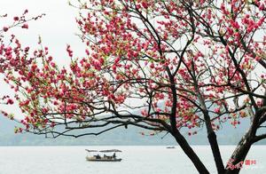 Hangzhou, Zhejiang: The Beautiful Spring Scenery of West Lake's Shores with Pink Willows and Green Peaches