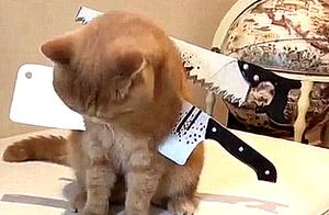 Cat Stabbed with Toy Knives, Initially Mistaken for Abuse, Later Revealed to Be a Prop