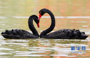 Fuzhou: Swans Play – Tender as Water