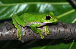 Why Did the Frogs That Used to Climb Trees in the Countryside Disappear?