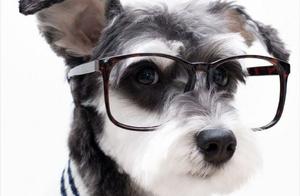 Dog Common Diseases and Diagnosis (Part 1)