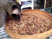 Civets and ‘Cat Poop Coffee’ – A Story Worth Telling