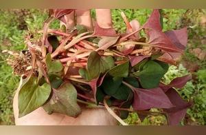 Chongqing residents know that eating mud ears in March is the least respect for spring