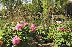 A Tapestry of Flowers – Suzhou Flower and Plant Exhibition Center
