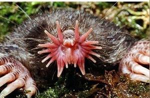 Ugly Star-Nosed Mole