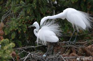 Egrets' Kingdom in Spring