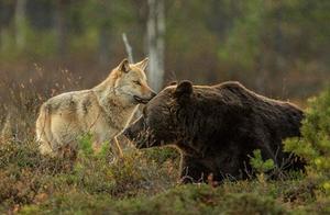 Proud Wolf Falls for Gentle Brown Bear? Sharing Meat Cultivates Cross-Species Love