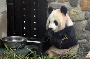 Explore Hanzhong from Home: Discover National Treasures in the Qinling Mountains, Fenghonggou Panda Valley